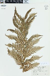 Woodwardia fimbriata image