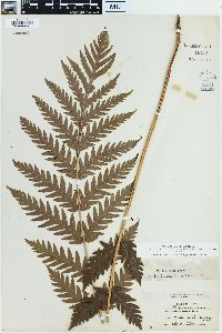 Woodwardia fimbriata image