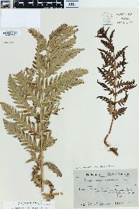 Woodwardia fimbriata image