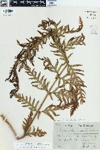 Woodwardia fimbriata image