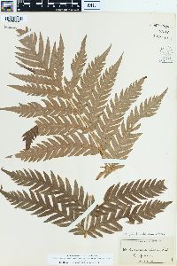 Woodwardia fimbriata image