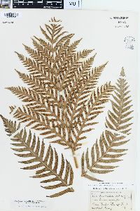 Woodwardia radicans image