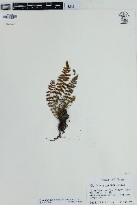 Media resource of Physematium plummerae