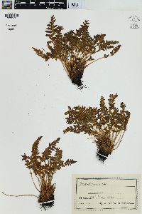 Woodsia ilvensis image