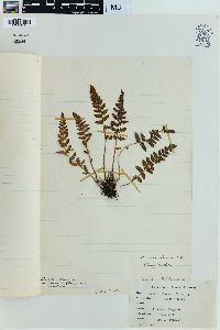 Woodsia ilvensis image