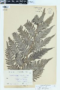 Woodwardia radicans image