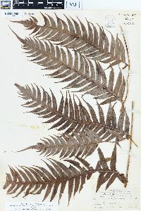 Woodwardia radicans image