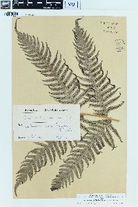 Woodwardia radicans image