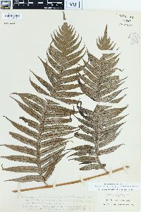 Woodwardia radicans image