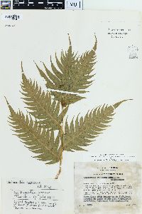 Woodwardia radicans image