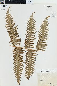 Woodwardia radicans image