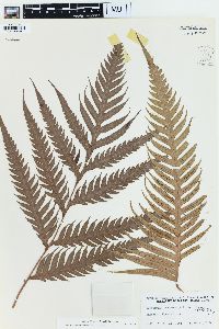 Woodwardia radicans image