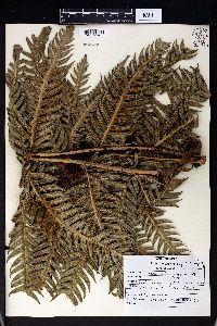 Woodwardia unigemmata image