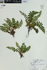 Woodsia ilvensis image