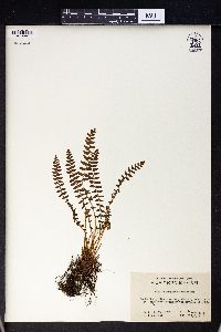 Woodsia polystichoides image