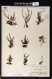Micropolypodium pulogense image