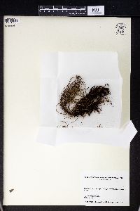 Calymmodon fragilis image