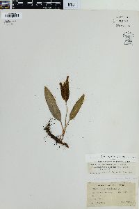 Elaphoglossum conforme image