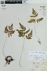 Gymnocarpium dryopteris image