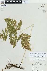 Gymnocarpium dryopteris image