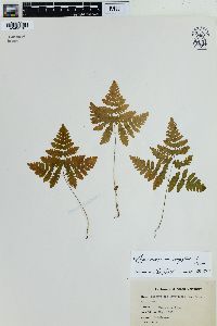 Gymnocarpium dryopteris image