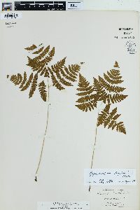 Gymnocarpium dryopteris image