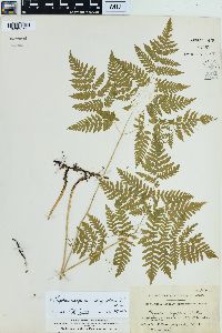 Gymnocarpium dryopteris image