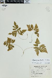 Gymnocarpium dryopteris image