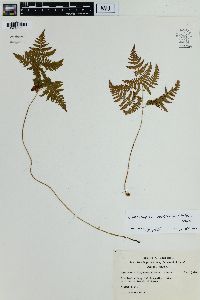 Gymnocarpium robertianum image