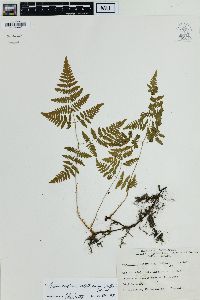 Gymnocarpium robertianum image