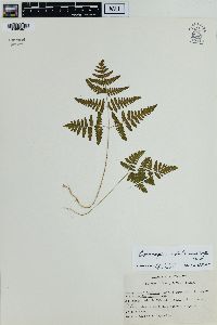 Gymnocarpium robertianum image