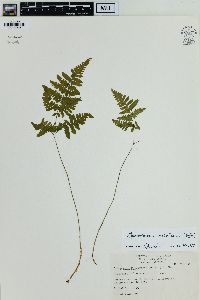 Gymnocarpium robertianum image