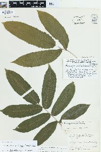 Goniopteris poiteana image