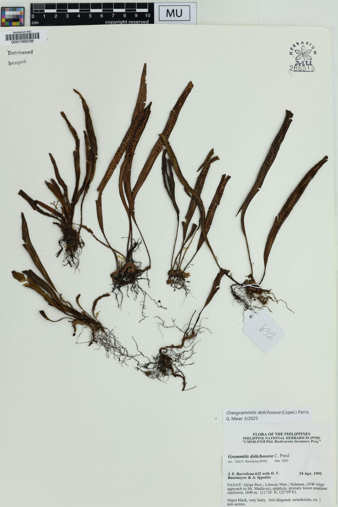 Oreogrammitis dolichosora image
