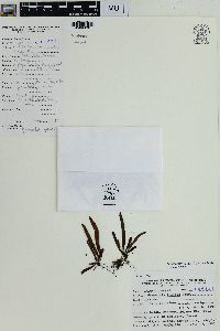 Oreogrammitis fenicis image