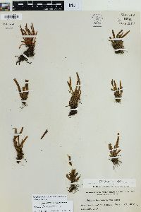 Oreogrammitis adspersa image