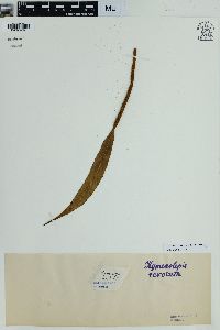 Lepisorus spicatus image