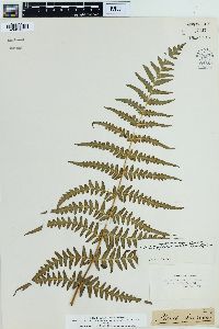 Histiopteris incisa image
