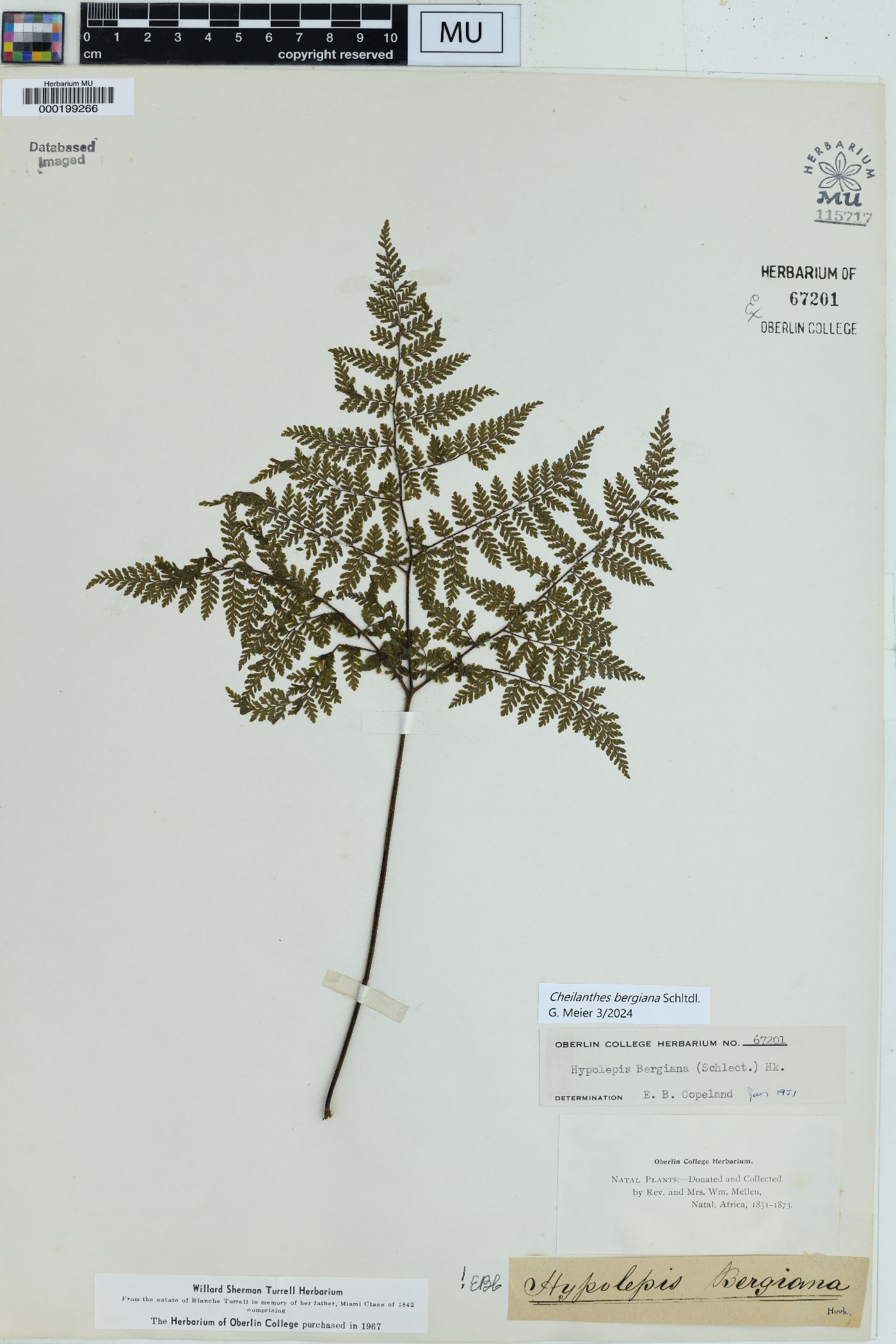 Cheilanthes bergiana image