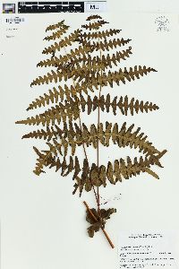 Histiopteris incisa image