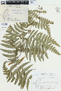 Histiopteris incisa image