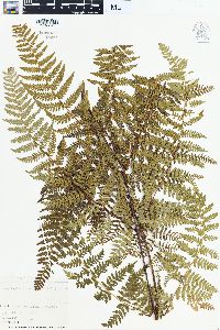 Hypolepis rugosula image