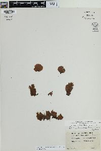 Didymoglossum membranaceum image
