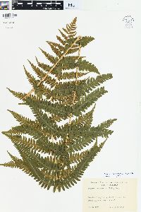 Oreopteris limbosperma image