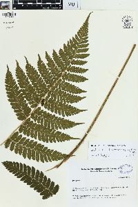 Media resource of Parapolystichum barterianum