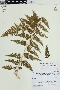 Media resource of Parapolystichum vogelii