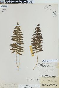 Thelypteris confluens image
