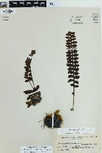 Lecanopteris carnosa image