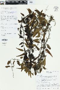 Lepisorus accedens image