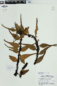 Lepisorus accedens image